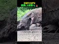 【コモドオオトカゲに遭遇したらすぐ逃げるべき理由】