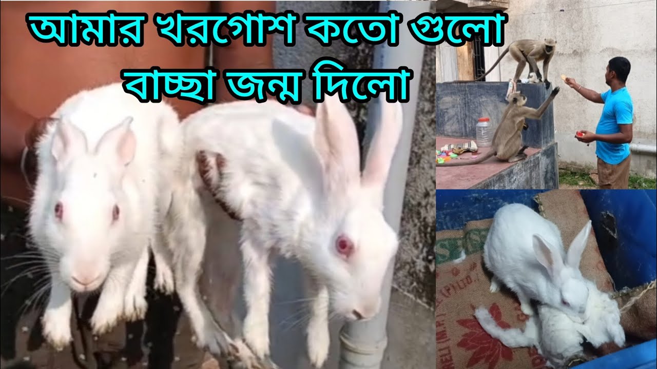 আমার খরগোশ কতগুলো বাচ্ছা জন্ম দিলো 