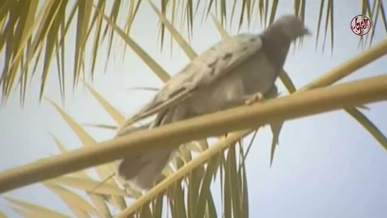 ياحمام كلمات منصور بن جمعه أداء هادي جابر المري