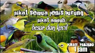 pikat semua jenis burung || pikat ampuh semua jenis burung besar dan kecil