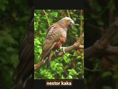 amazing bird "nestor kaka"#amazingbird #kaka