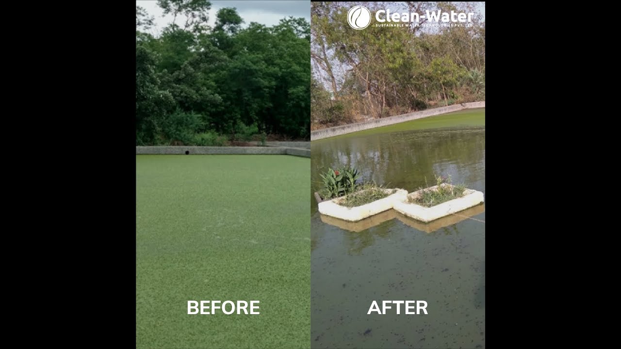 FloatingIslands for Pond Restoration Project | Indore, India