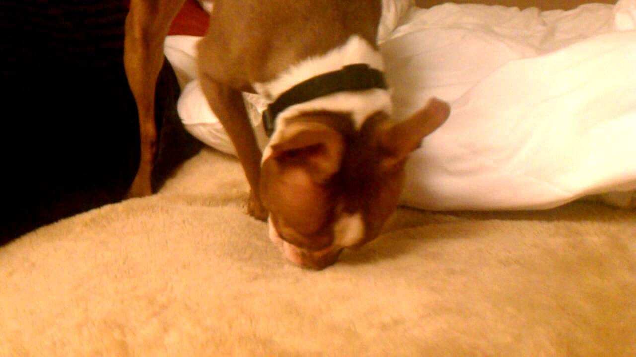 Yoshi, the Boston terrier, scratch and sniff YouTube