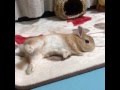 うさぎのモキュ様。激萌動画。15秒バージョン Mr.mokyu of a rabbit rolls.