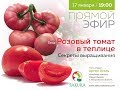 Розовый томат в теплице. Секреты выращивания // Прямой эфир