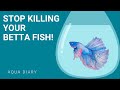 Keeping your betta fish happy and healthy key tips for success