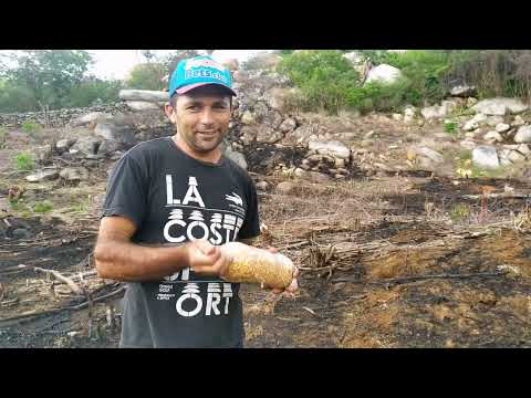 ERA DE VOVÔ DEPOIS PASSOU PRA PAPAI - Agricultor que zela suas sementes