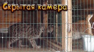 ИНТИМНАЯ ЖИЗНЬ ПОСЛЕ СВАДЬБЫ / Мартин и Ханна скрытой камерой ИНТИМНАЯ ЖИЗНЬ ПОСЛЕ СВАДЬБЫ / Мартин и Ханна скрытой камерой