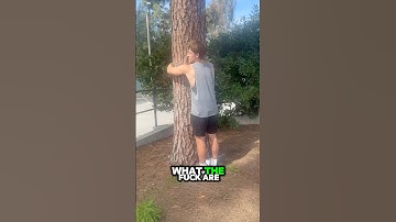 The science behind tree hugging👇