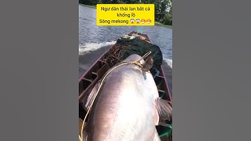 Câu cá tra khổng lồ sông mekong #cacconvat #docla #fishing