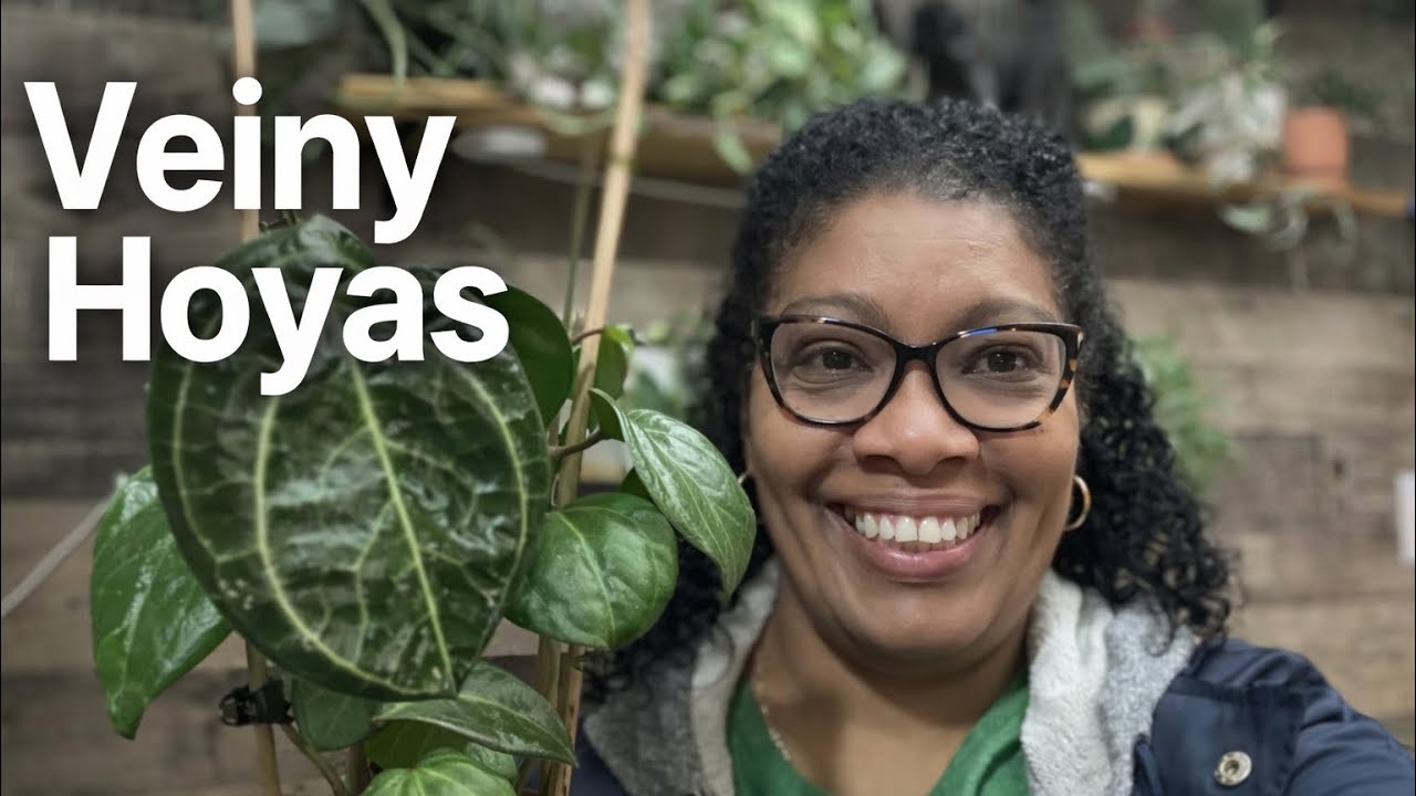 10 обязательных к приобретению сортов хойи с жилками 🌿