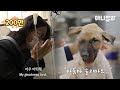 7시간 만에 얼굴이 망가진 채 돌아온 강아지.. 자신을 보살펴주던 사람의 목소리가 들리자ㅣDog Has His Face Bone Broken By A Human