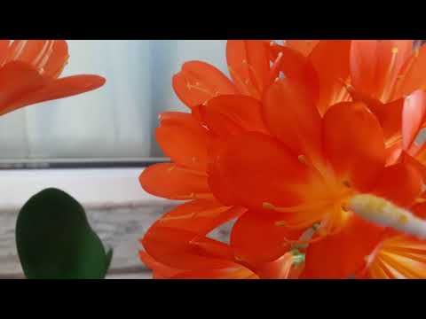 Video: Çiçeklerin Tozlaşması Nasıl çalışır?