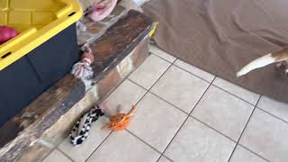 New Toy for the Basset Hounds by Bailey's Basset Hounds 549 views 1 year ago 2 minutes, 58 seconds
