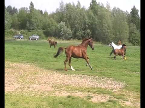 Video: Hitteberoerte Bij Paarden