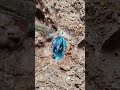 Full video on homepage#gems  #agate#crystal#gold#Gems#diamonds#gold mines#emeralds #pearl