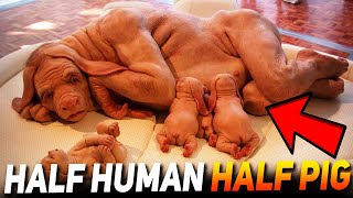 10 ANIMALS WHICH WERE CREATED BY HUMANS (2021)
