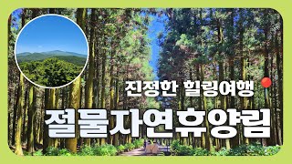 제주 숲 여행, 절물휴양림에서 찾은 힐링 영상