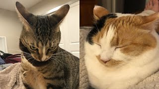 Try Not To Laugh 🤣 New Funny Cats And Dog Video 😹 - Just Cats Part 38
