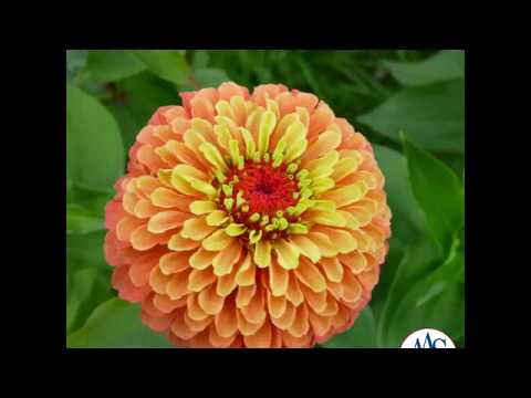 Video: Zinnia 'Queen Lime'-inligting: Queen Lime Zinnia-versorgings- en groeivereistes