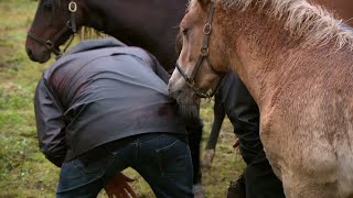 Färjan-Håkan är både pälsallergiker och hästrädd  – Farmen VIP (TV4)