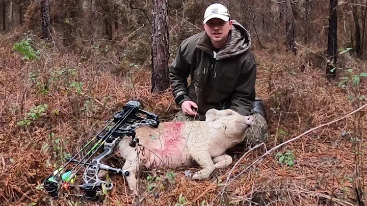 Hog Hunting Public Land... Archery Only