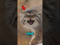 Top 5 Animals Born To Kill βπ±