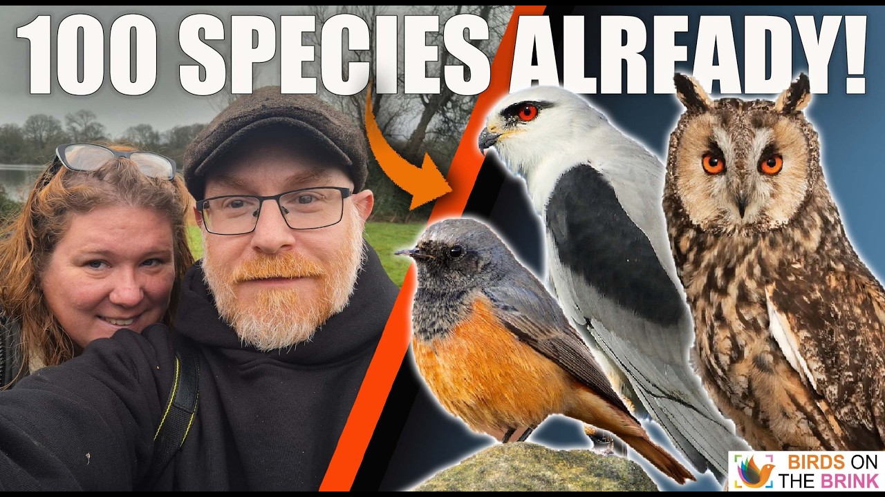 North Norfolk Birding | 100 Species Milestone & Rare Birds