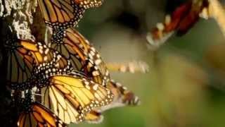 Giovanni Marradi free