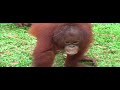 Orangutans, a matter of survival - WSPA