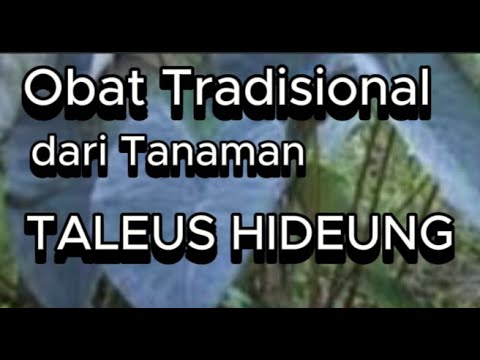 Taleus Sunda Obat Tradisional Dari Tanaman Taleus Hideung - YouTube