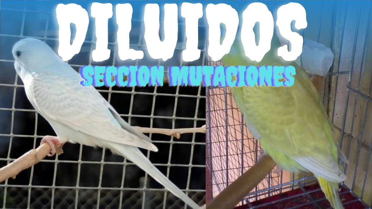 DILUIDOS (SECCION MUTACIONES) periquitos australianos - YouTube