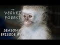 Baby Monkey's Leg Amputated / Vera Pulls The Greatest Monkey Stunt - Vervet Forest - S2 Ep20