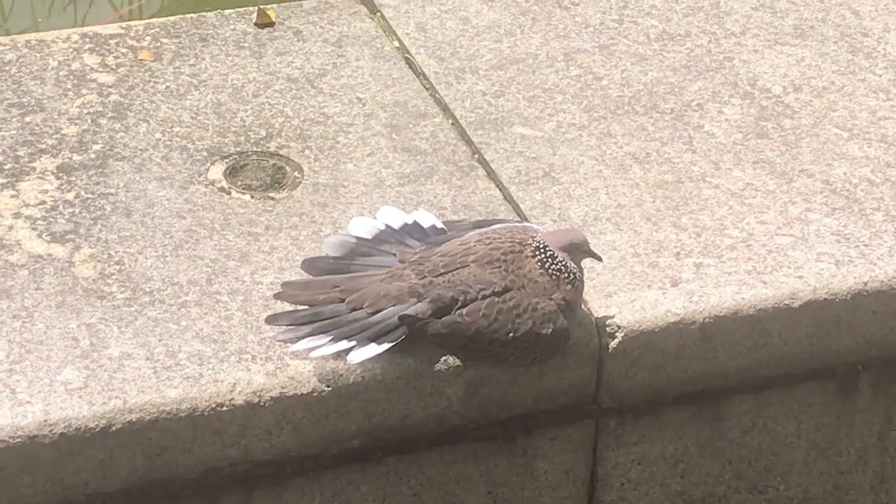 Spotted Doves Sunning.