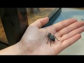 Great beginner pet! Blue death feigning beetle care (Asbolus verrucosus)