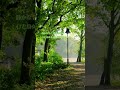 癒しの動画 ーストレス解消〜木漏れ日の中でー #bgm #リフレッシュ #小鳥のさえずり