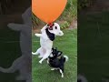 #cute #animals #video #fani #viral #reels #dogs#, funny #shots 👍🐕