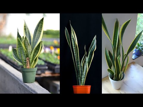 😍 Snake Plants Boosts Oxygen for Better Sleep 😍