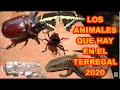ANIMALES (FAUNA) QUE HAY EN EL TERREGAL 2020, !!!! SORPRÉNDETE AL VERLOS¡¡¡¡