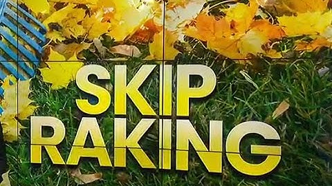 Should you rake your leaves this fall? Here’s why some experts say no