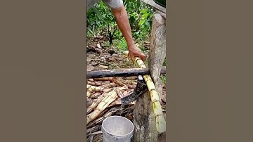 traditional way to squeeze sugar cane #shorts