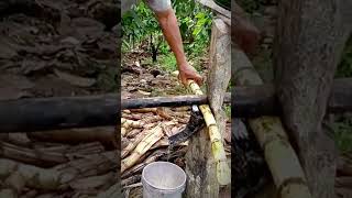 Traditional Way To Squeeze Sugar Cane