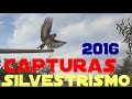 Capturas silvestrismo 2016 - Capturando en el Cerrejon