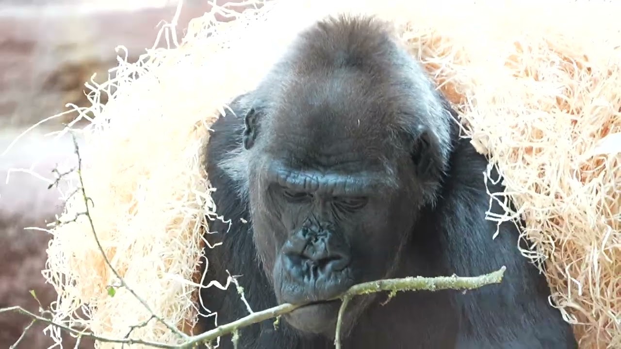 ゴリラ Shinda (11.05.2026) #zoopraha #gorilla - YouTube