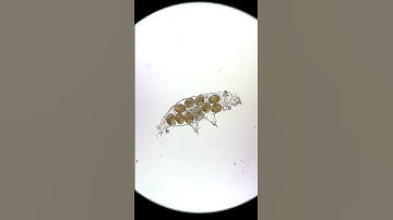 Tardigrades hatching under the microscope!
