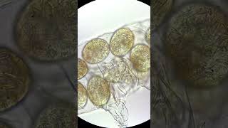 Tardigrades hatching under the microscope!