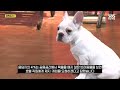 "전기포트 속옷 빨아봤다" 응답자 비율이?..'기상천외' 투숙객 에티켓 설문 결과 (자막뉴스) / SBS