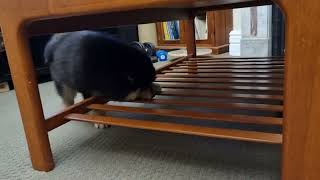 Triton's Coffee Table Obstacle Course (Finnish Lapphund Puppy)