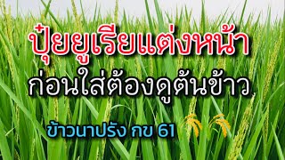 ก่อนใส่ปุ๋ย ยูเรียแต่งหน้า ต้องดูต้นข้าวด้วย ข้าวนาปรัง กข 61 | อัพเดท แปลงที่ 2 🌾