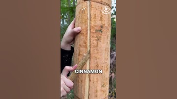 Real Cinnamon Comes From Tree Bark?!